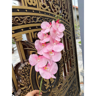 lan cao su ướt thân thường-Lan hồ điệp.