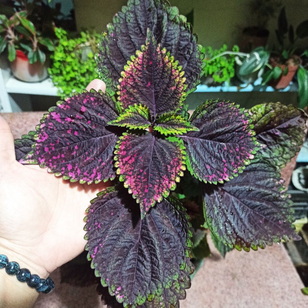 Cây lá gấm nhiều màu