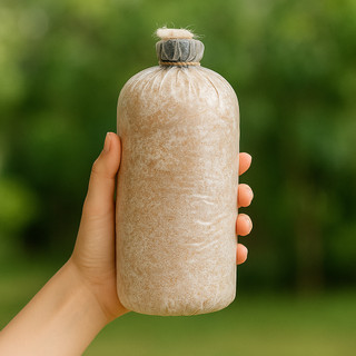 Phôi nấm Sò thái (1 kiện 06 bịch nấm)