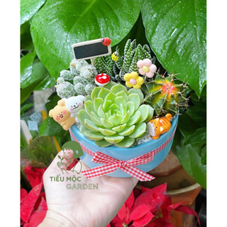  Hoả Tốc – Chậu cây Sen Đá Xương Rồng Mix Mini Đẹp | Quà Tặng Sinh Nhật Để Bàn Trang Trí Không Gian Sống 