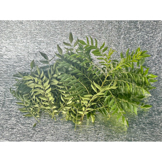 [Hỏa tốc 3h] Lá cà ri tươi - Fresh curry leaves