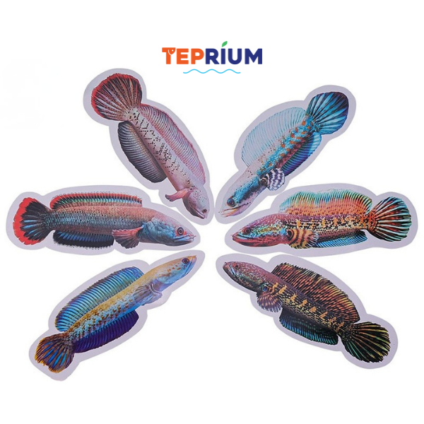 Kè Cá Lóc, Mô Hình Cá Lóc Giải Trí, Cho Hồ Thủy Sinh Cá Tép / Teprium