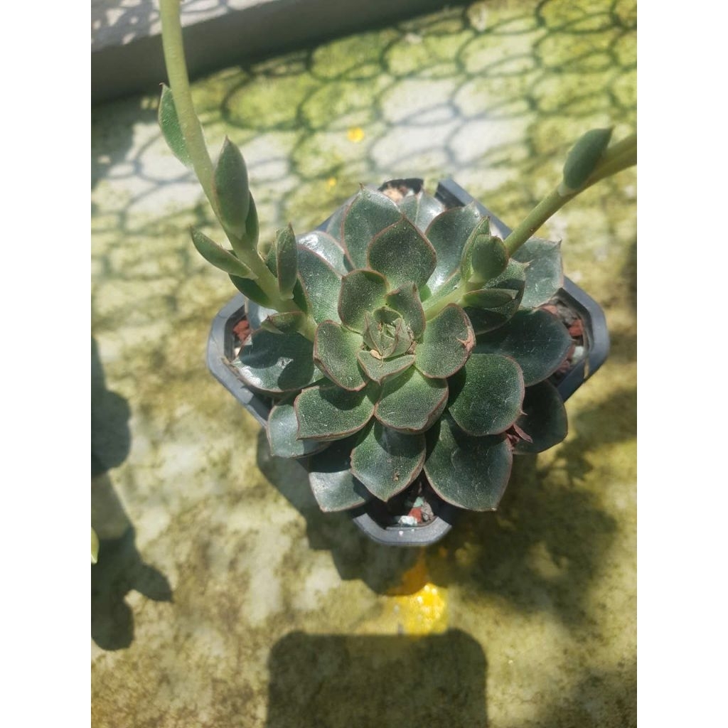 Sen đá PHẬT BÀ HOA HỒNG_ viền đỏ cây đang hoa, Size Trung cây full nắng thik nắng