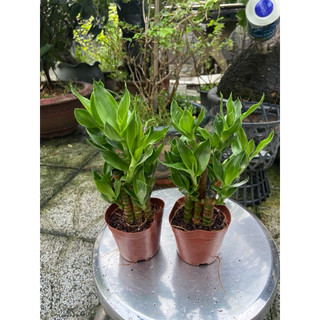 Cây phát tài gốc nhỏ
