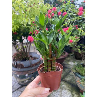 Cây phát tài gốc nhỏ