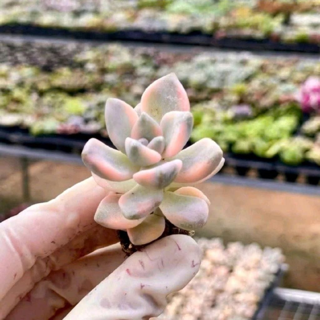 Sen Đá Var Vàng- Cây 1 nhánh 1 chậu, cây lớn cho nhánh full var vàng xen kẽ nhánh khác