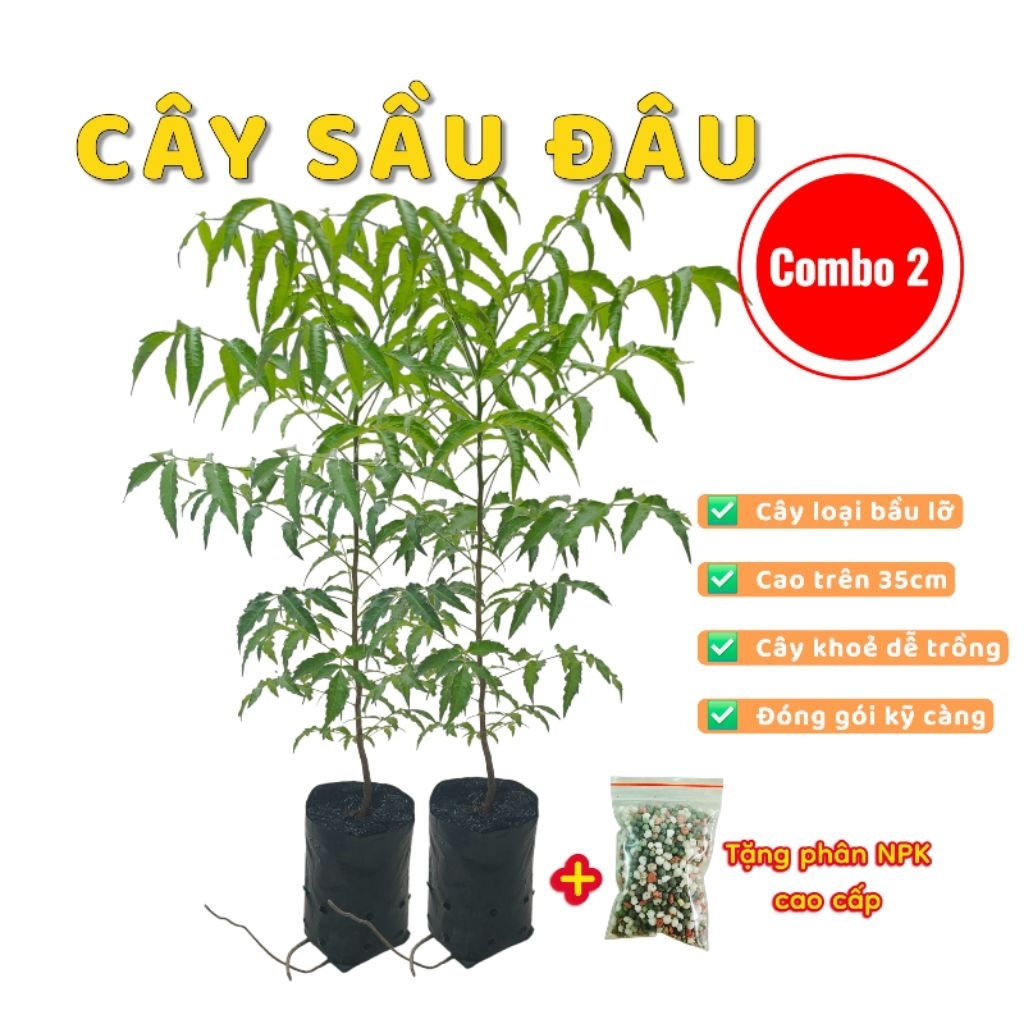 Combo 2 C.ây Sầu Đâu loại bầu lỡ dùng lấy lá trộn gỏi cá lóc mắm me hoặc nấu nước tắm giảm ngứa tặng phân NPK