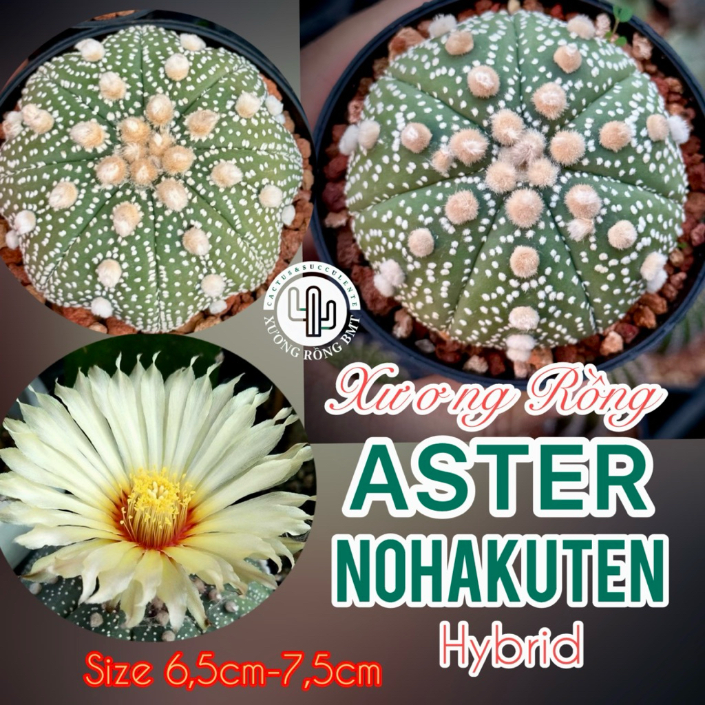 1 cây xương rồng Aster Nohakuten Hyb gieo hạt Thái Lan size 6,5cm-7,5cm giao cây ngẫu nhiên đẹp
