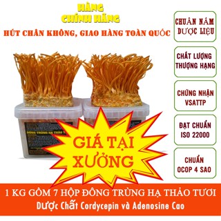  1kg  7 hộp  nấm Đông trùng hạ thảo tươi hàng chính hãng dược chất cao nuôi trồng 75 ngày. bảo hành 