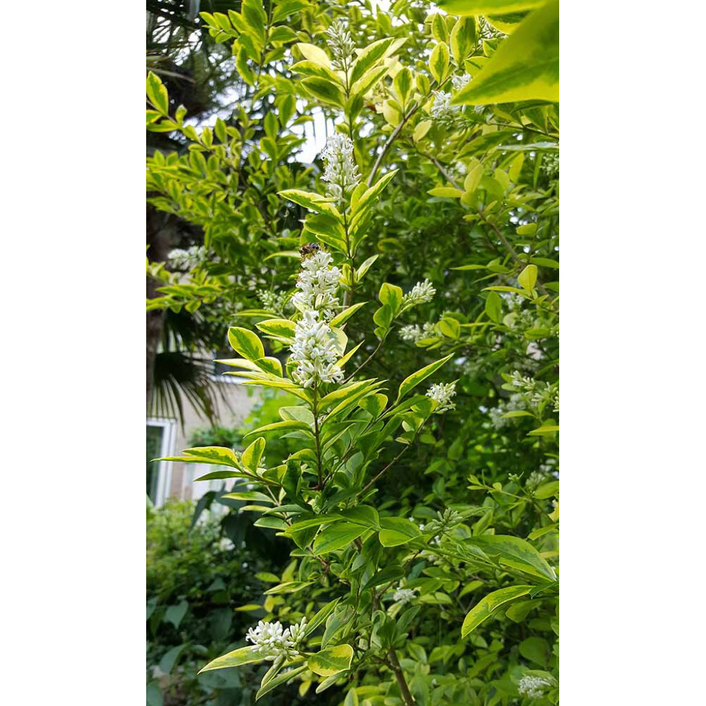 Ligustrum aureum / Hoàng thảo Hàn Quốc / Kim ngân California