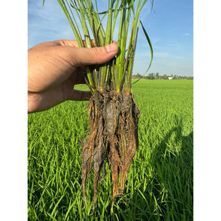 Phân Bón ROOT 10 USA Công Thức Mới (AMINO-HUMIC-FULVIC)