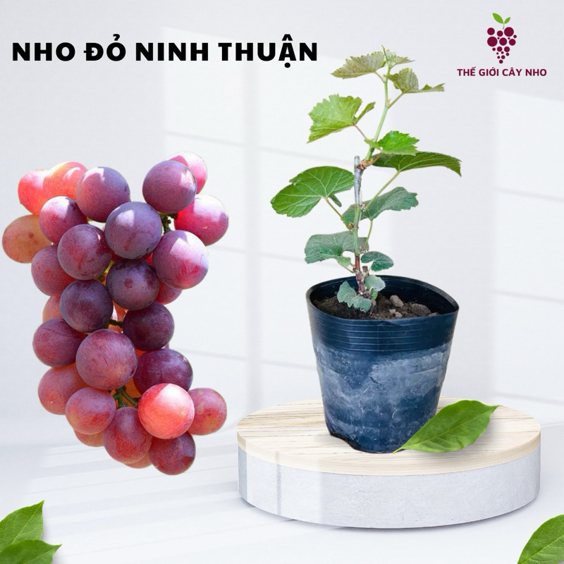 Cây giống Nho ĐỎ Ninh Thuận - Siêu trái - Đậu quả sớm