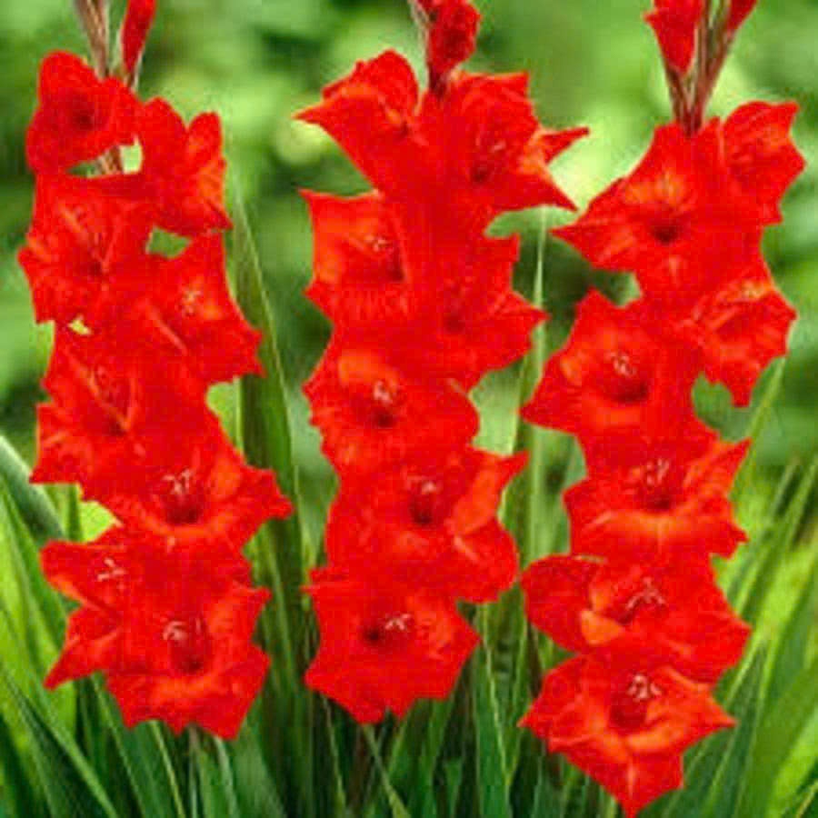 Combo 6 củ giống lay ơn hoa màu đỏ dể trồng