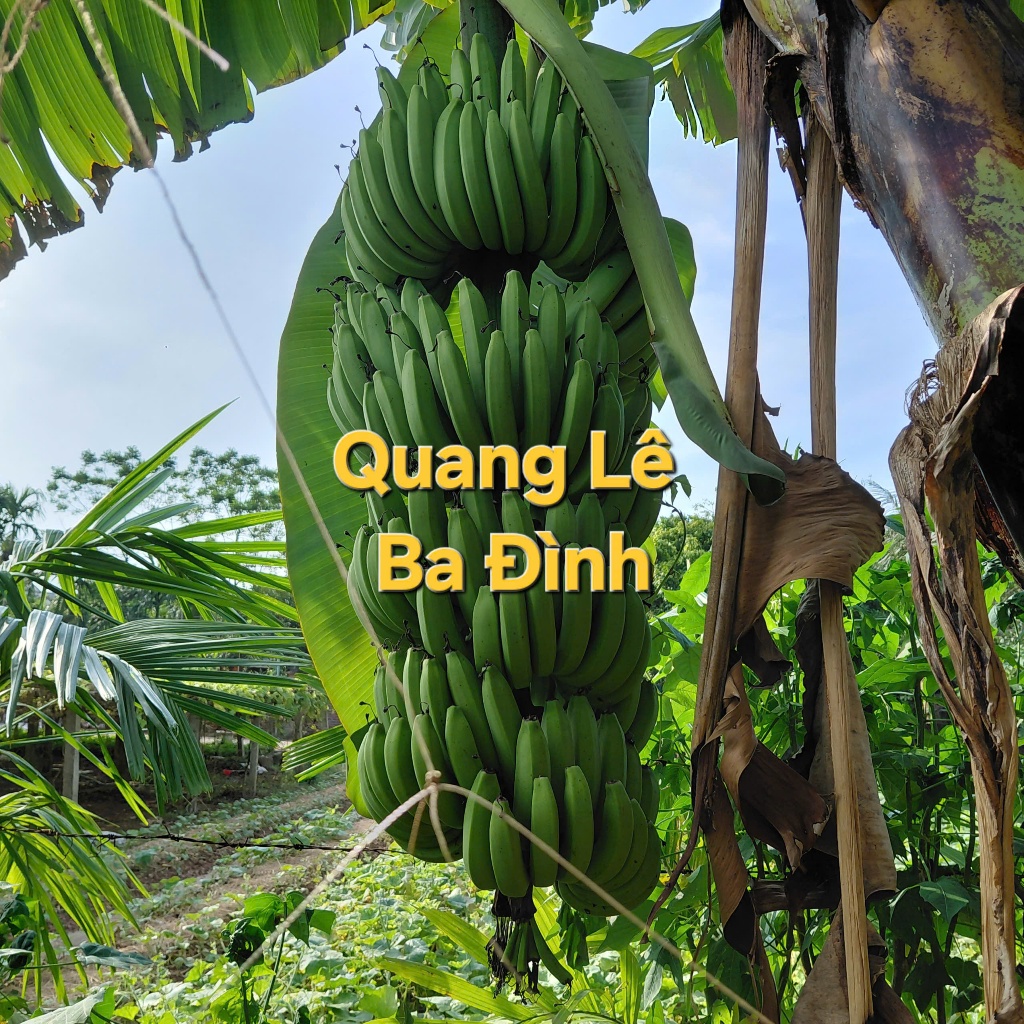 1Kg CHUỐI QUẢ QUÀ QUÊ