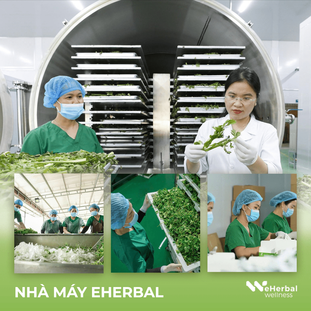 [XẢ KHO_COMBO] Rau Má Diếp Cá Chanh Mật Ong Eherbal Wellness Thanh Lọc, Giảm Nóng Trong