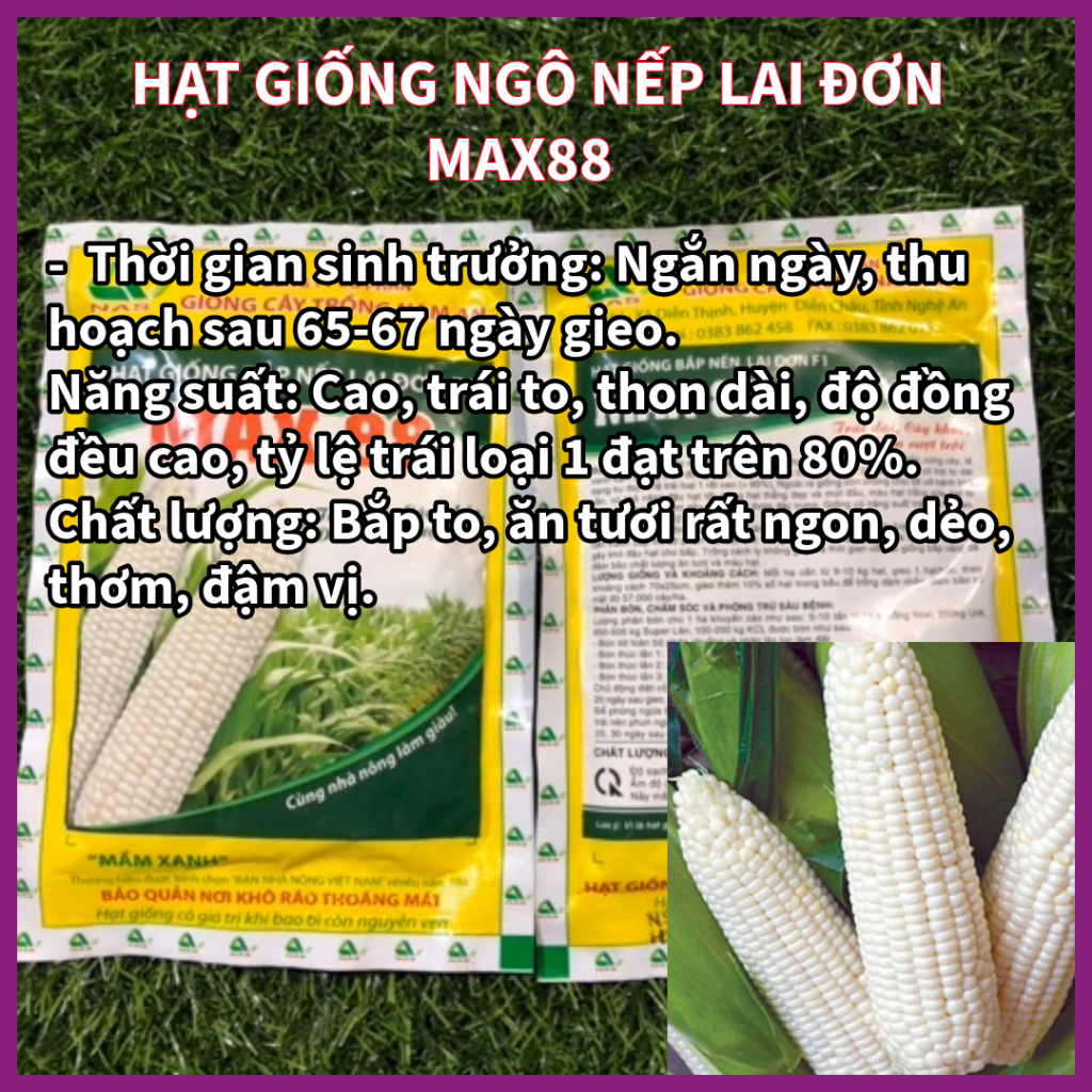 HẠT GIỐNG BẮP NẾP LAI ĐƠN F1 MAX88 GÓI 200G - TỶ LỆ NẢY MẦM CAO VÀ ĐỒNG ĐỀU