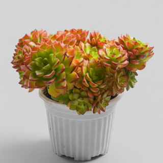 Sen Đá Mai Đỏ Thân Thụ – Cây Cảnh Mini Độc Lạ, Để Bàn Trang Trí, Dễ Chăm Thuần khí hậu |Vườn sen đá BTN