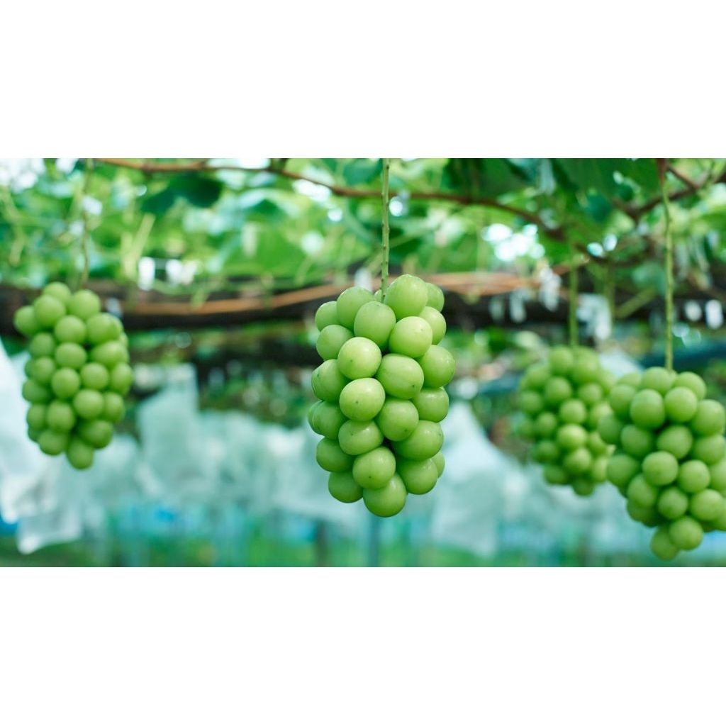 cây giống nho xanh mẫu đơn nho sữa HQ