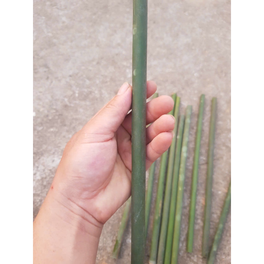 Cầu nứa mài móng mài mỏ chim size nhỏ dài từ 20 - 50cm , ĐK : 1 - 1,5 cm.