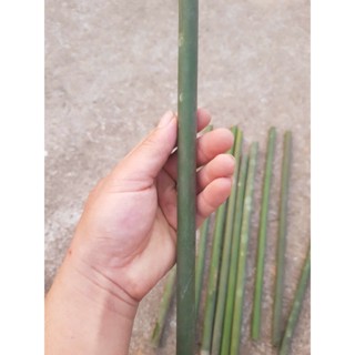 Cầu nứa mài móng mài mỏ chim size nhỏ dài từ 20 - 50cm , ĐK : 1 - 1,5 cm.
