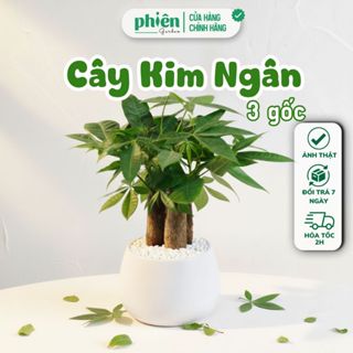  Chậu Cây Kim Ngân 3 Gốc Để Bàn Kèm Chậu Gốm Tráng Men 