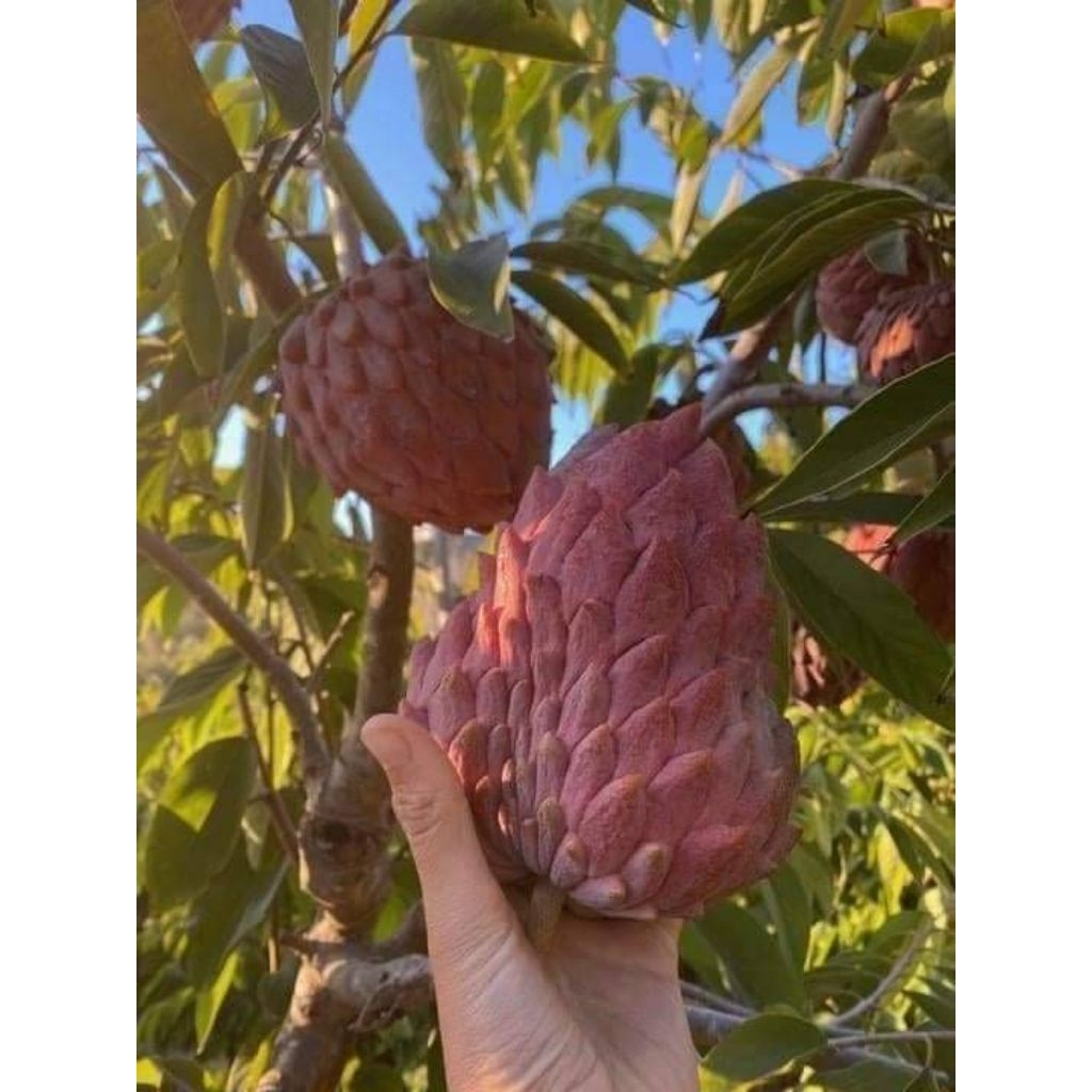 Cây giống na đỏ khổng lồ ( siêu trái,siêu ngọt)