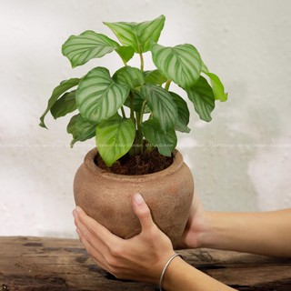 Đuôi Công Táo Xanh | Calathea Orbifolia (hỏa tốc)