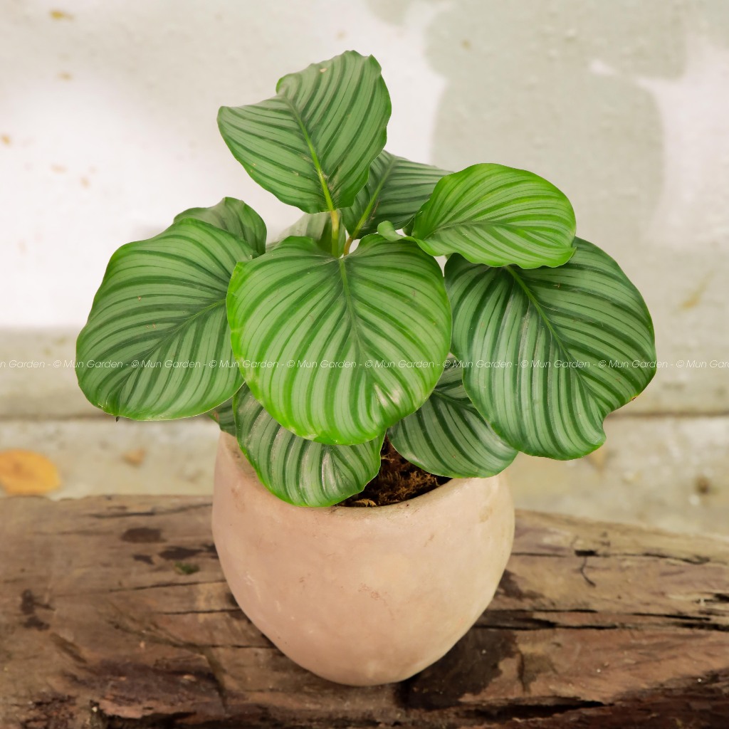 Đuôi Công Táo Xanh | Calathea Orbifolia (hỏa tốc)