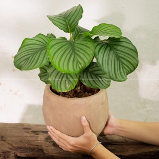 Đuôi Công Táo Xanh | Calathea Orbifolia (hỏa tốc)