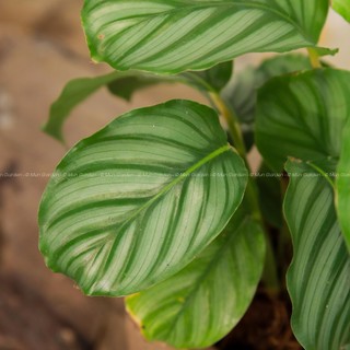Đuôi Công Táo Xanh | Calathea Orbifolia (hỏa tốc)