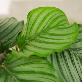Đuôi Công Táo Xanh | Calathea Orbifolia (hỏa tốc)