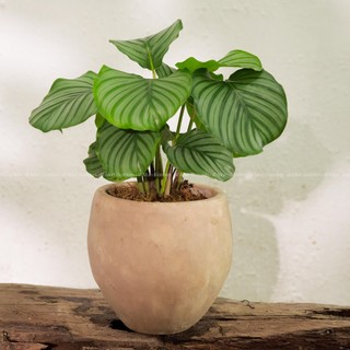 Đuôi Công Táo Xanh | Calathea Orbifolia (hỏa tốc)