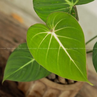 Philodendron Gloriosum (hỏa tốc)