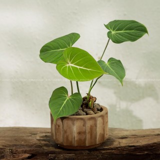 Philodendron Gloriosum (hỏa tốc)