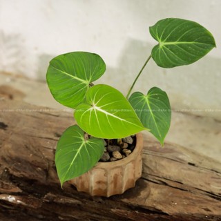Philodendron Gloriosum (hỏa tốc)