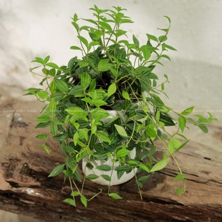 Peperomia Angulata | Cây Bình An (hỏa tốc)
