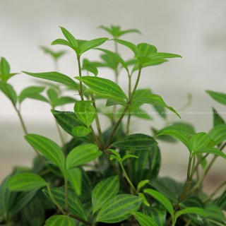 Peperomia Angulata | Cây Bình An (hỏa tốc)