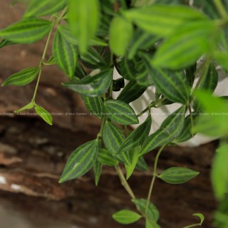 Peperomia Angulata | Cây Bình An (hỏa tốc)