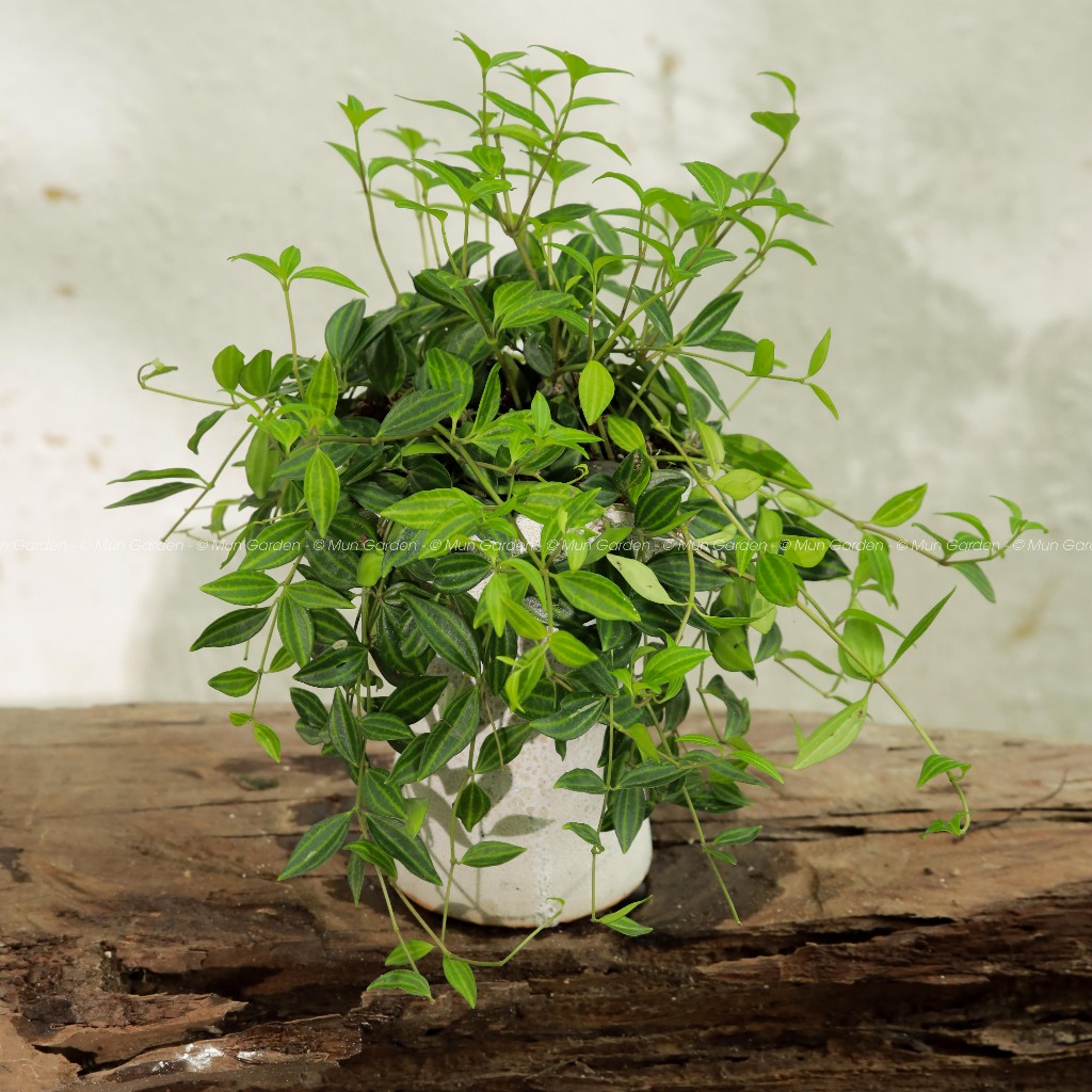 Peperomia Angulata | Cây Bình An (hỏa tốc)