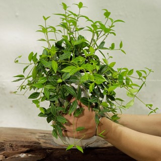 Peperomia Angulata | Cây Bình An (hỏa tốc)