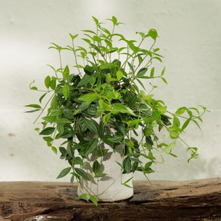 Peperomia Angulata | Cây Bình An (hỏa tốc)