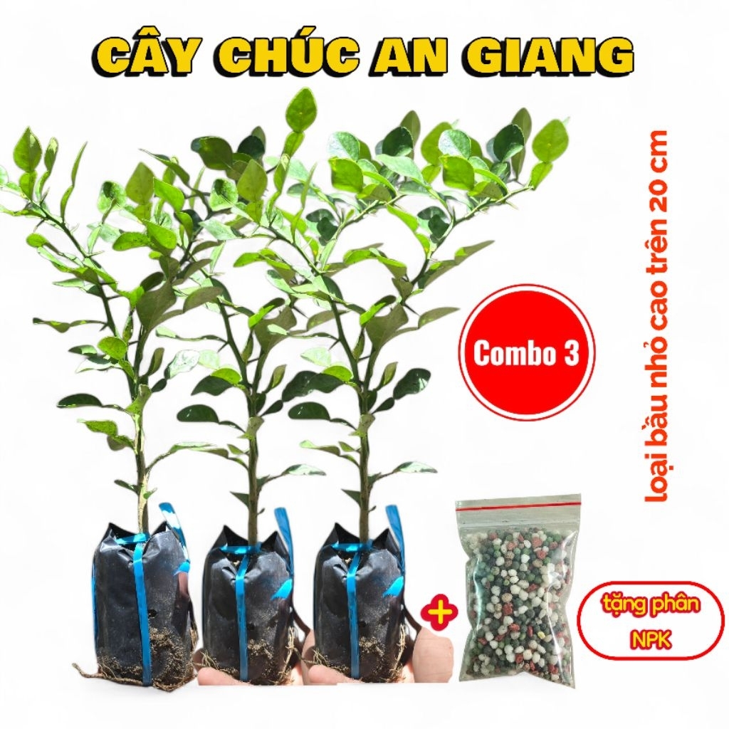 Chúc hay Chanh Thái combo 3 cây loại bầu nhỏ cao hơn 20cm tặng kèm1 túi phân NPK
