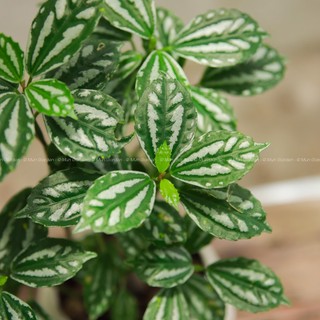 Gấm Lá Bạc |  Pilea Cadierei (hỏa tốc)