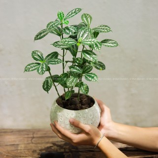 Gấm Lá Bạc |  Pilea Cadierei (hỏa tốc)