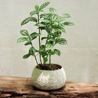 Gấm Lá Bạc |  Pilea Cadierei (hỏa tốc)