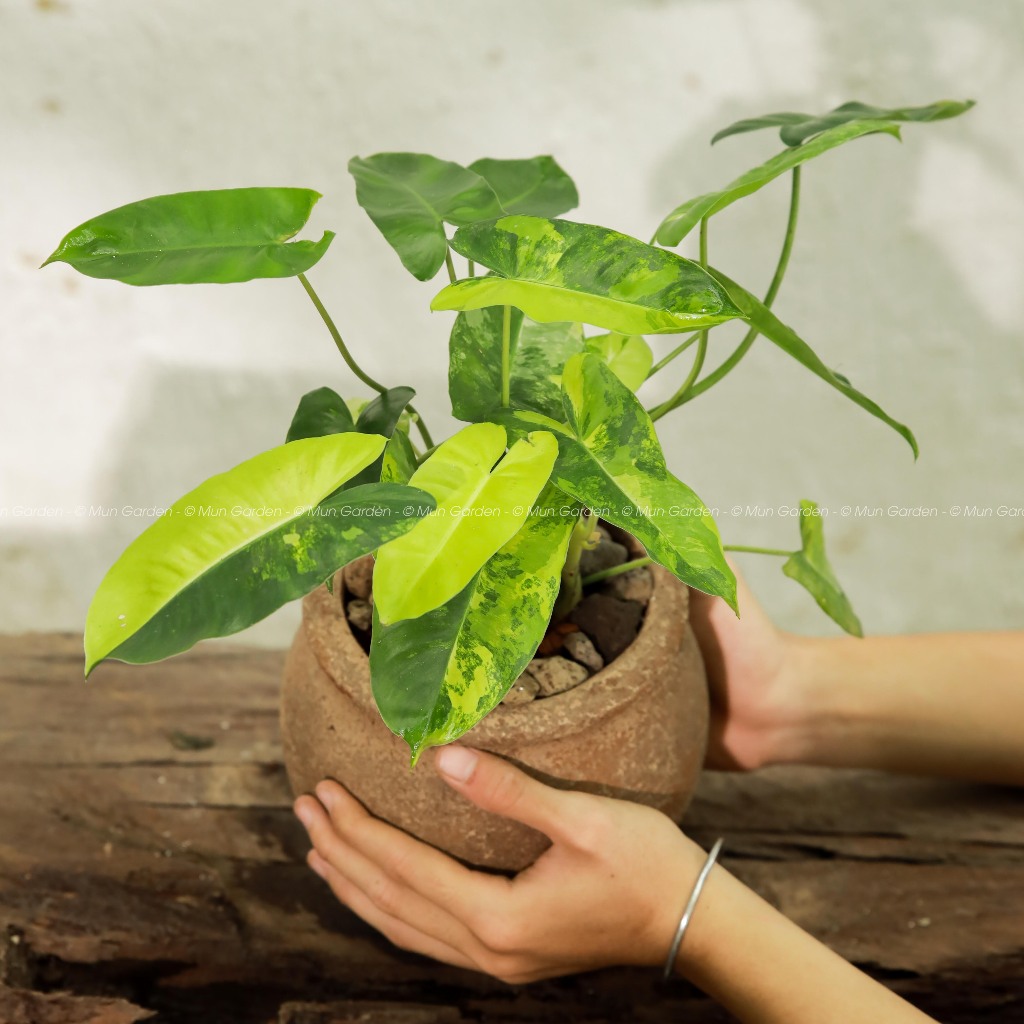 Philidendron Blurmax Var | Trầu Bà Tỷ Phú Var (hỏa tốc)