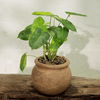 Philidendron Blurmax Var | Trầu Bà Tỷ Phú Var (hỏa tốc)