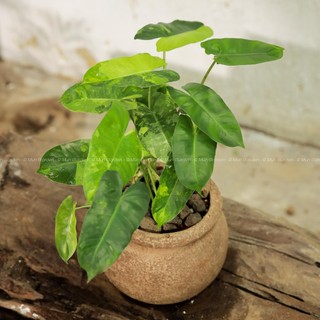 Philidendron Blurmax Var | Trầu Bà Tỷ Phú Var (hỏa tốc)