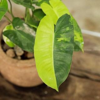 Philidendron Blurmax Var | Trầu Bà Tỷ Phú Var (hỏa tốc)