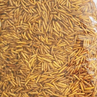   SÂU ĐẸP  Sâu Canxi sấy khô LOẠI 1 Sâu sấy phồng to vàng đều thơm phức thức ăn cho gà cá chim bò sát thú cưng 